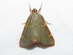 Hypsopygia binodulalis