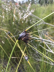 Mesomelaena tetragona