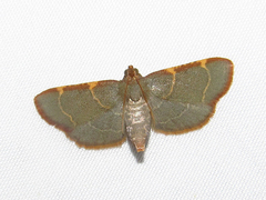 Hypsopygia binodulalis