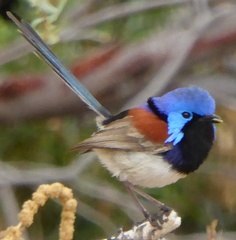 Malurus assimilis assimilis