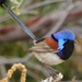 Inland Purple-backed Fairywren - Photo (c) Pam Piombino, some rights reserved (CC BY-NC), uploaded by Pam Piombino