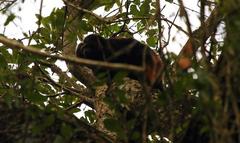 Leontopithecus chrysopygus