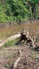 Hydrosaurus microlophus