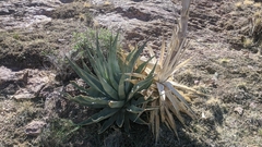 Agave simplex