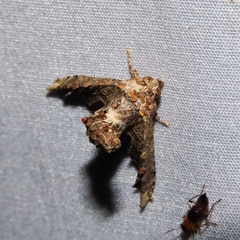 Euteliinae