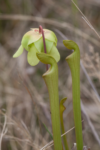 Pale Pitcher Plant