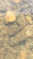 Etheostoma nigrum