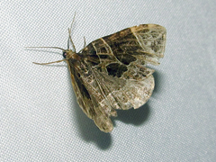 Gandaritis atricolorata