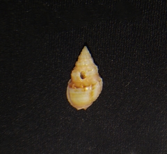 Nassarius gallegosi