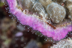 Zanclea