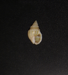 Nassarius gallegosi