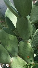 Opuntia