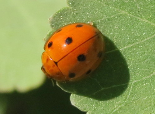 Variable Ladybird Beetle photo 6