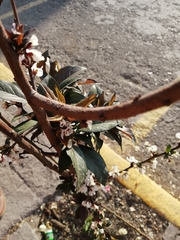 Angiospermae