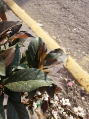 Angiospermae