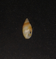 Olivella zonalis