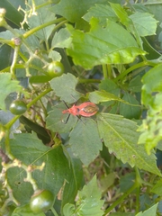 Gminatus wallengreni