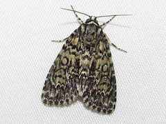Acronicta heitzmani