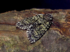Acronicta heitzmani