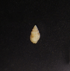 Nassarius gallegosi