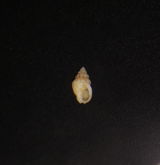 Nassarius gallegosi