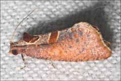 Glyphidoptera insignana