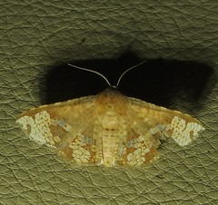Canaea hyalospila