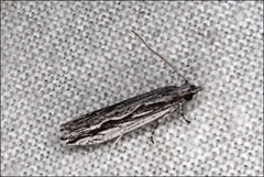 Holocola melanographa