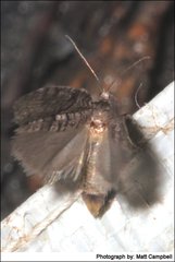 Holocola triangulana