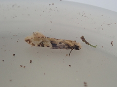 Crypsitricha mesotypa