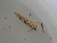 Crypsitricha mesotypa