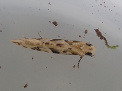 Crypsitricha mesotypa