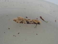 Crypsitricha mesotypa