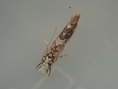 Eschatotypa derogatella