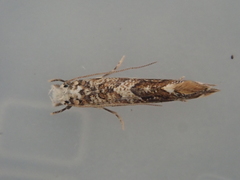 Eschatotypa derogatella