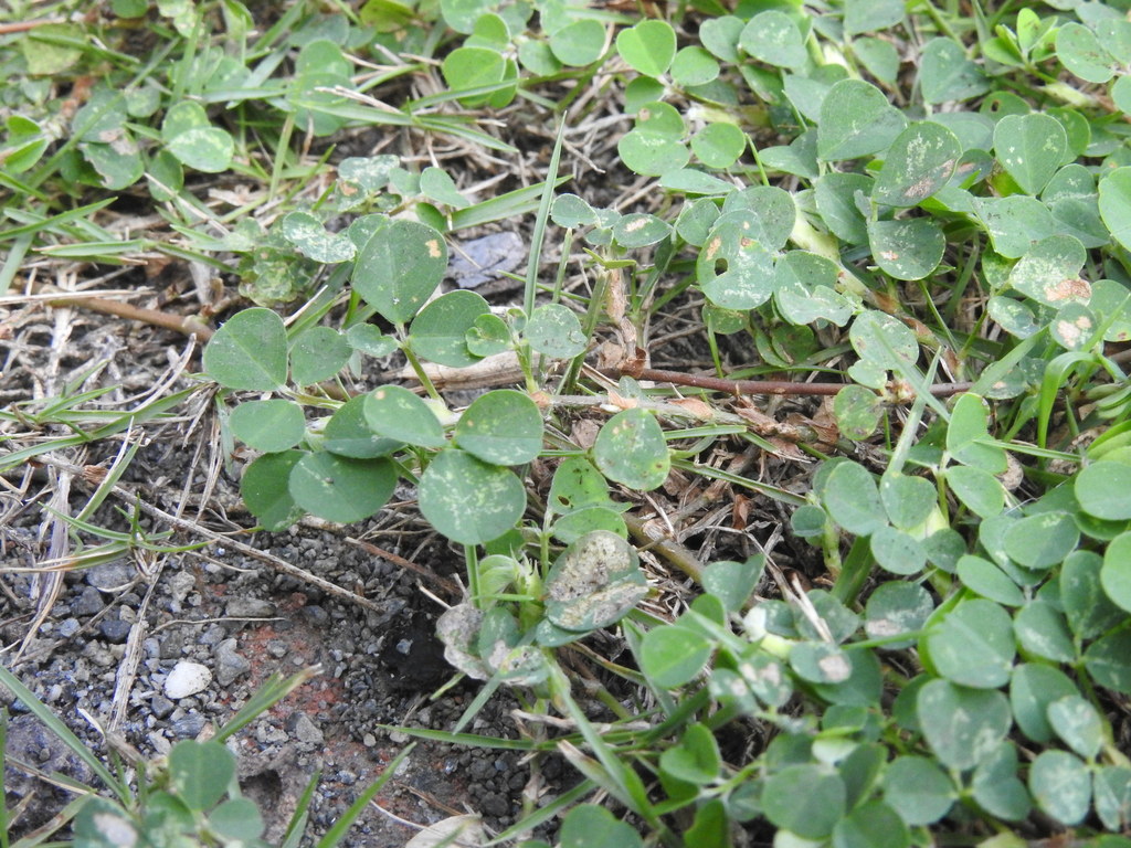 creeping tick trefoil from Hualien, Taiwan, Taiwan on August 14, 2020 ...