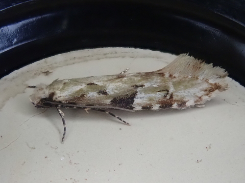 Crypsitricha mesotypa (Meyrick, 1888)