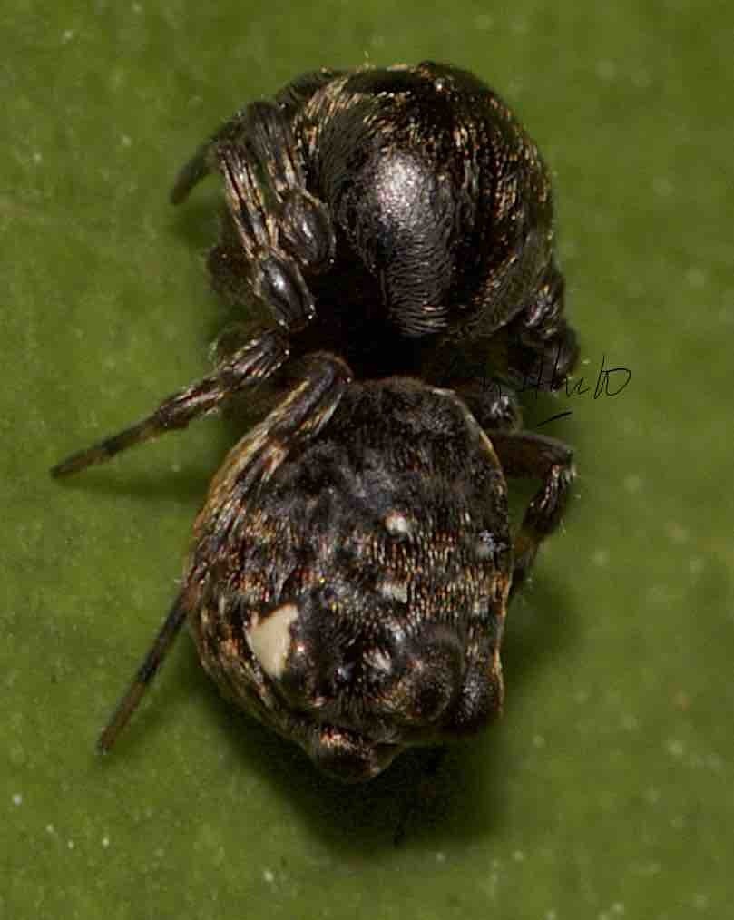 Chorizopes frontalis