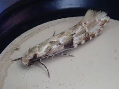 Crypsitricha mesotypa