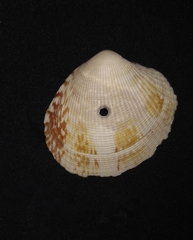 Leukoma asperrima