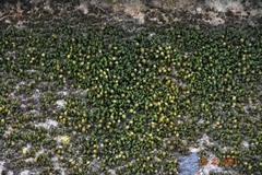Orthotrichum pusillum