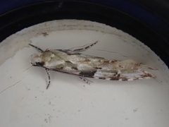 Crypsitricha mesotypa