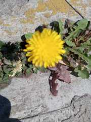 Taraxacum officinale