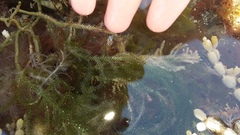 Caulerpa brownii