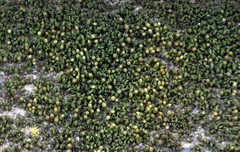 Orthotrichum pusillum