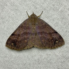 Ophyx eurrhoa