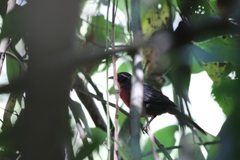 Rhodinocichla rosea