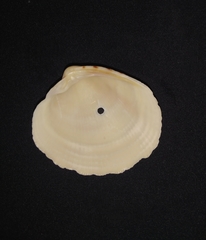 Leukoma asperrima