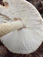 Amanita pelioma