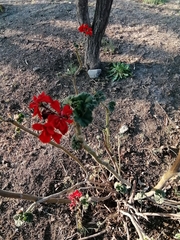Pelargonium × hybridum